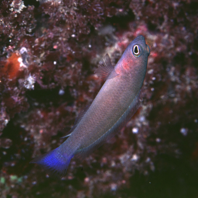 Pseudochromis luteus